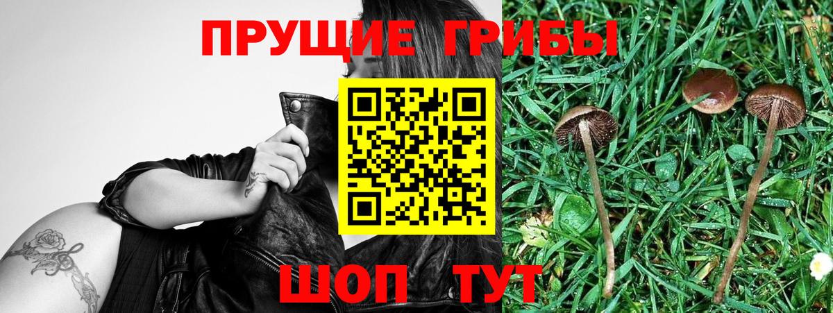 Псилоцибиновые грибы Psilocybine cubensis  Вход с VPN  Клин 